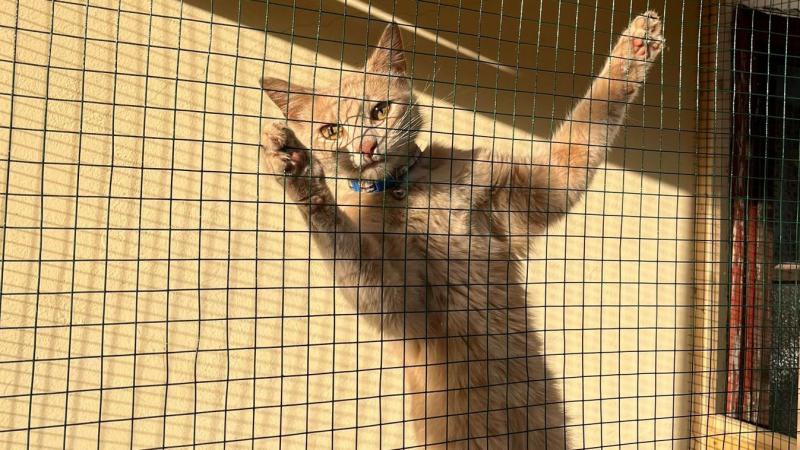 Szimba végre hazatért! Megtalálója azonban úgy döntött, hogy nem igényli a 50 ezer forintos jutalmat.