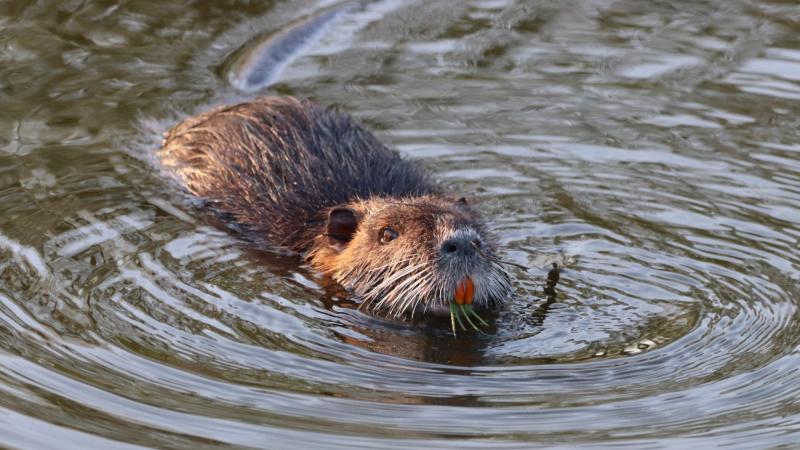 A hódpatkány drámai módon megváltoztatja a Balaton ökoszisztémáját, és sajnos úgy tűnik, hogy már nincs módunk beavatkozni.