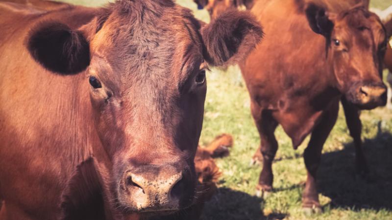 Nagy István megszólalt a ragadós száj- és körömfájás hazai helyzetéről - Agro Napló.