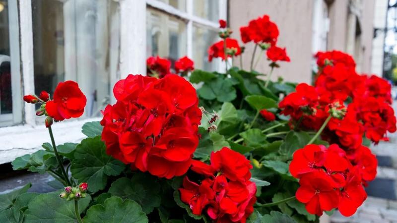 Fedezd fel a lenyűgöző teleltetési trükköt, amellyel a muskátlid valóban virágzó csodává válik!