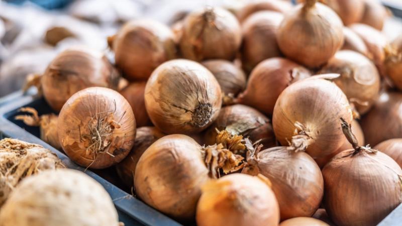 Egyre több magyar mezőgazdasági termelő fontolóra veszi a váltást: a gabonafélék helyett új, alternatív növények termesztésében gondolkodnak - Agrárszektor.