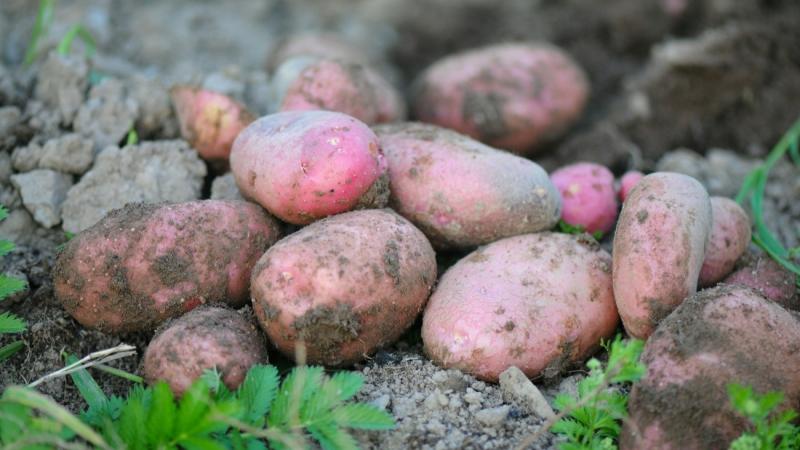 Vajon tényleg a magyar burgonya utolsó óráit éli?