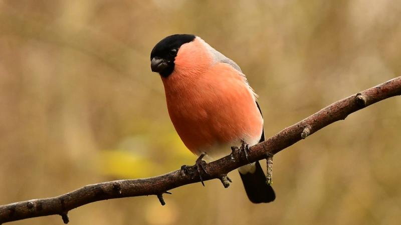 Nem csupán káprázatos szépségével bűvöl el, de lenyűgöző énekével is magával ragad minket ez a madár | National Geographic